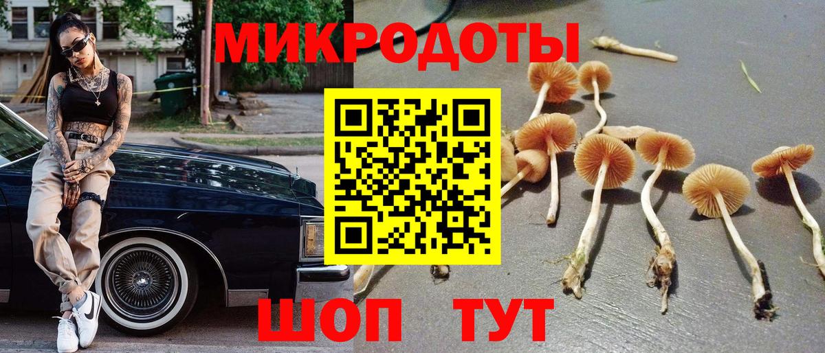 Псилоцибиновые грибы Psilocybe Губкинский